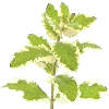  Totally Herby for Your
 Kitchen and bathroom 